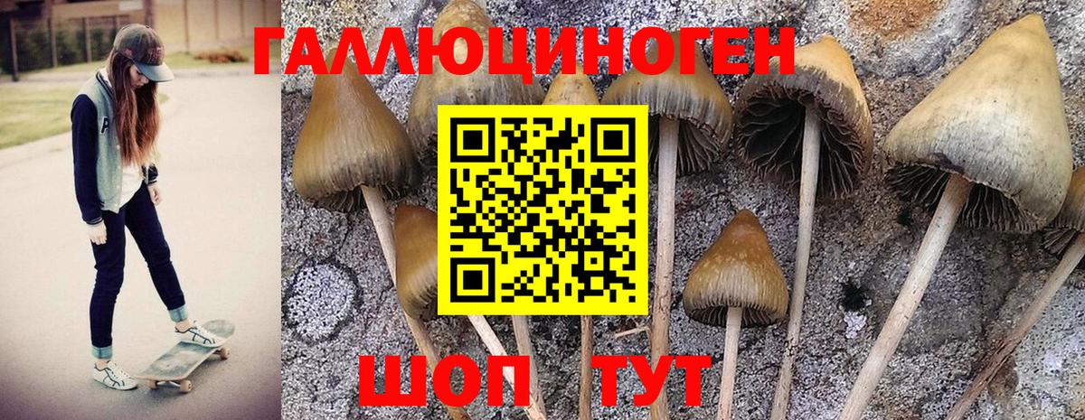 Галлюциногенные грибы Psilocybine cubensis  Вход с VPN  Верхний Уфалей 